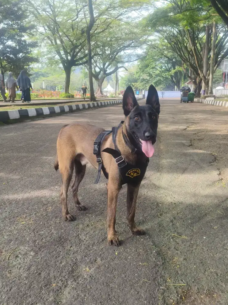 Belgian malinois