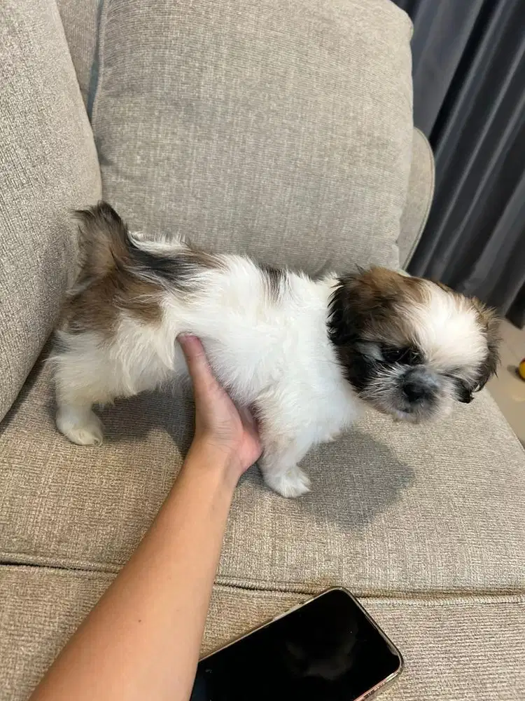 Shihtzu shitzu pure jantan VAKSIN