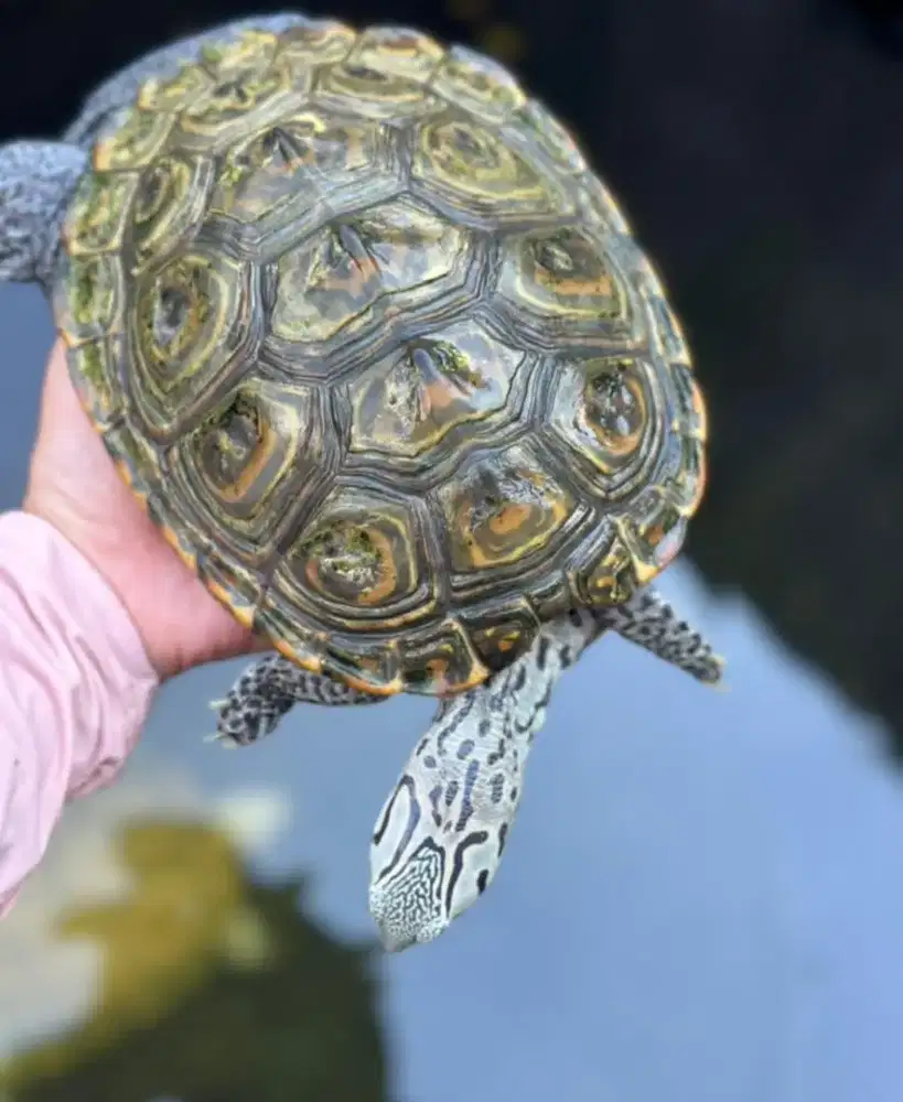 DBT Concentric 18cm High Quality bukan blesteran