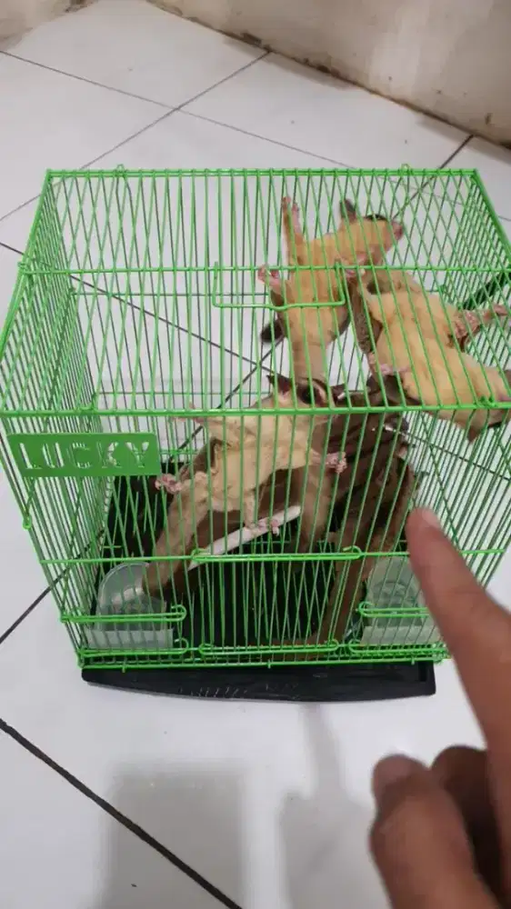 Sugarglider campuran