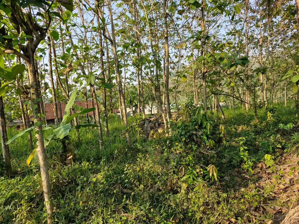Dijual Tanah Luas Lokasi Dusun Tawangsari Salatiga