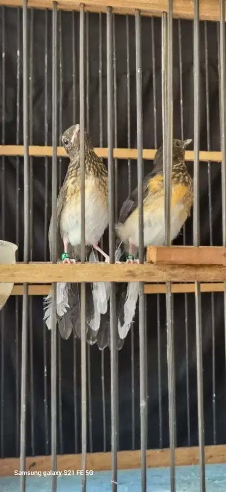 Trotol murai batu trah panda ekor panjang