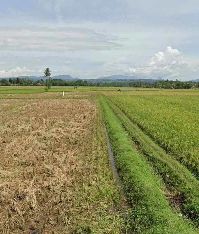 JUAL SAWAH PRODUKTIF PANEN 3X