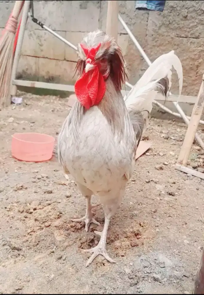 Ayam poland X sultan trah import sepasang