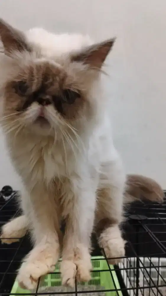 Kucing Betina Proven Peaknose Himalaya