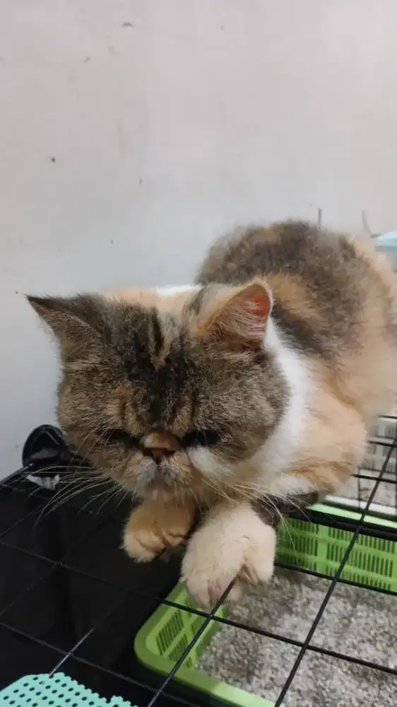 Kucing Betina Proven Exotic Peaknose