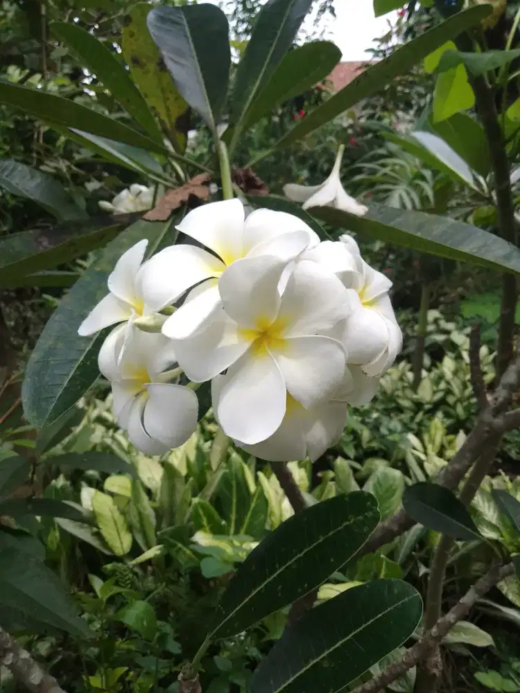 Pohon Kamboja bunga putih - Kamboja Bali bunga putih original