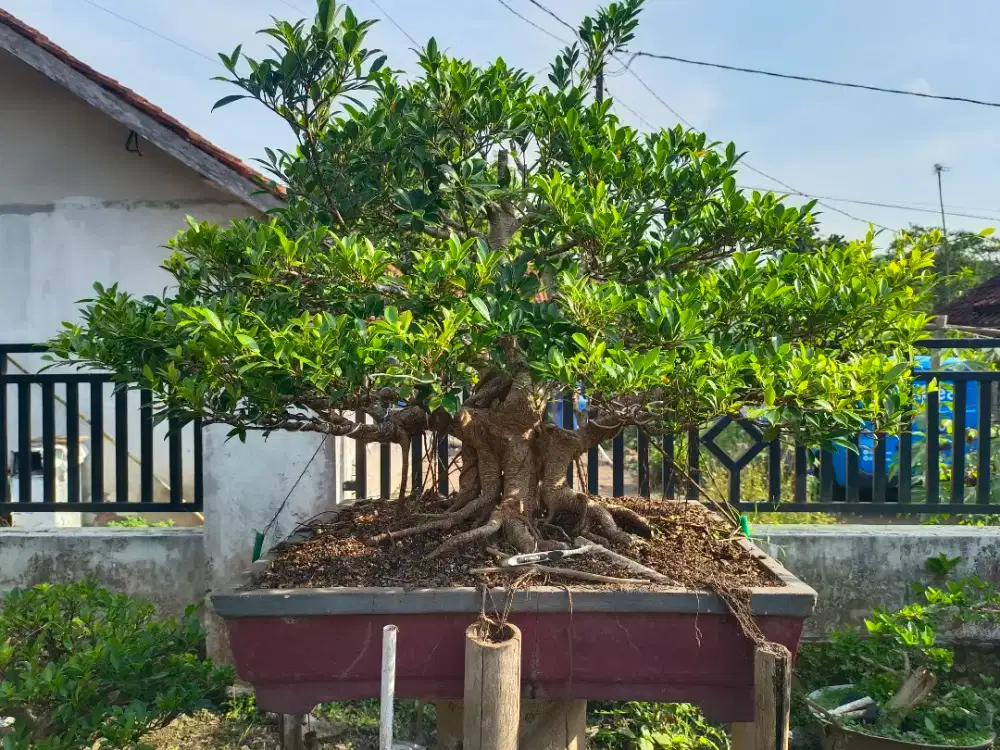 Dua pohon kimeng jumbo,