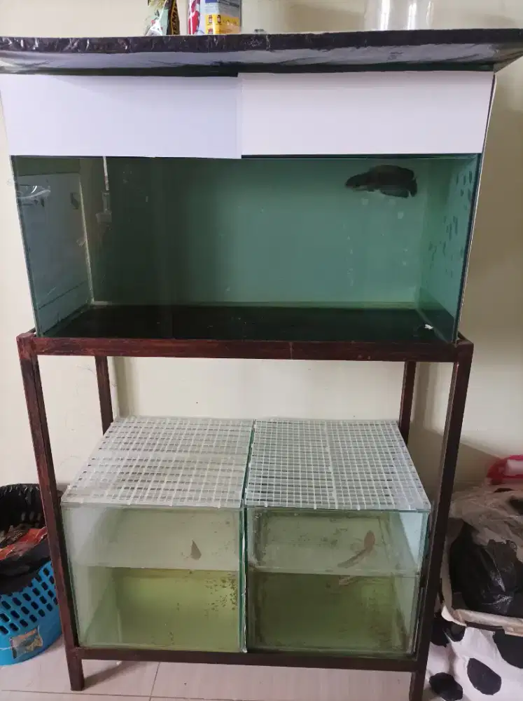 Di jual 1 set ikan aquarium dan raknya