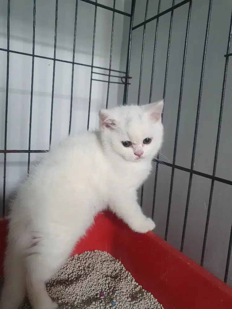 kitten bsh usia 3 bulan