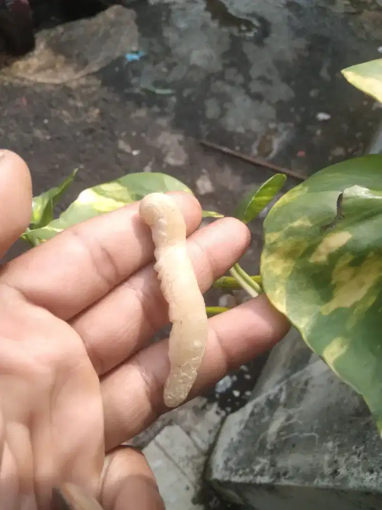 Batu mus_tika Kolbuntet asli 100% langka