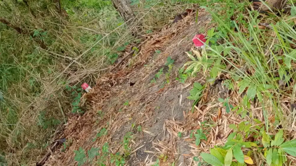 Jual tanah pekarangan lokasi timur pasar kalioso lt 1889m hrg 130jt ne