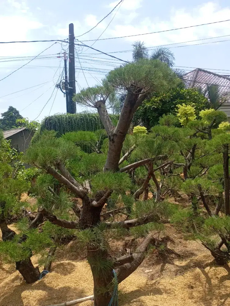 Tanaman hias cemara udang bongsai