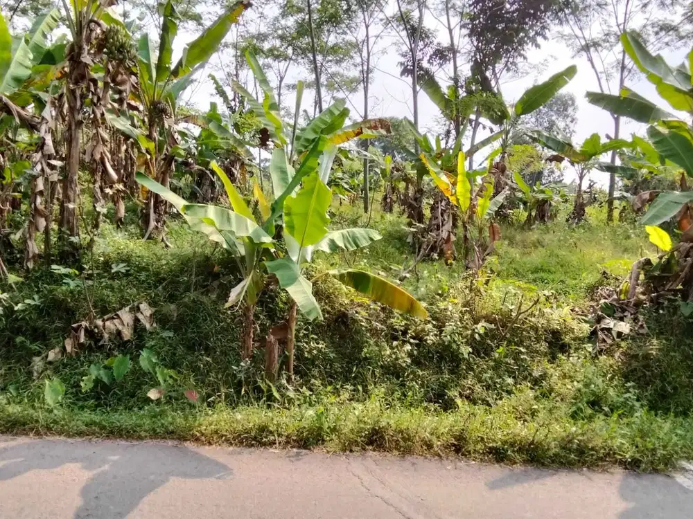 Jual tanah murah LT 1,2ha, ajb,  nempel jalan kabupaten