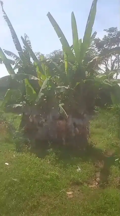 Jual tanah murah LT 23 ha, sdh PP 1 buat perumahan