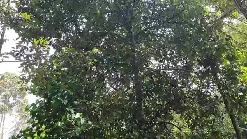 Jual tanah murah LT 5500m², girik,  akses masuk mbl