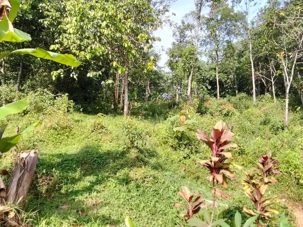 Jual tanah murah LT 1960m², shm,  akses jalan kabupaten