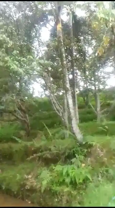 Jual tanah murah LT 5ha, shm,  full pohon alpukat, durian dll