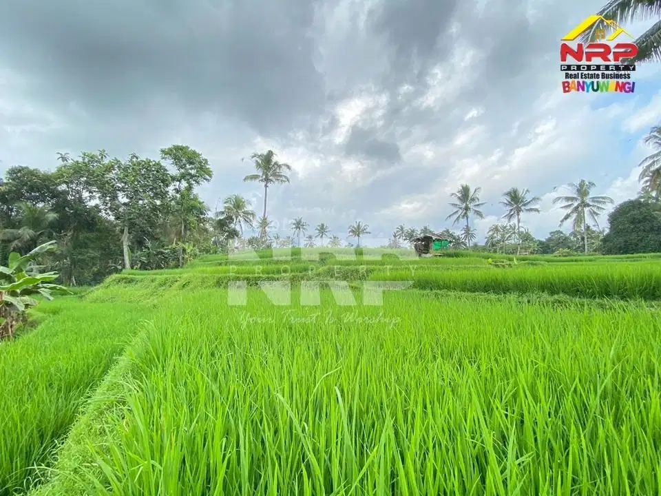 Sawah Murah 100 Ribuan Per meter di Licin Banyuwangi