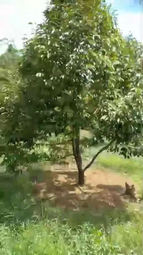 Jual tanah murah LT 4500m², proses shm,  akses nempel jln desa