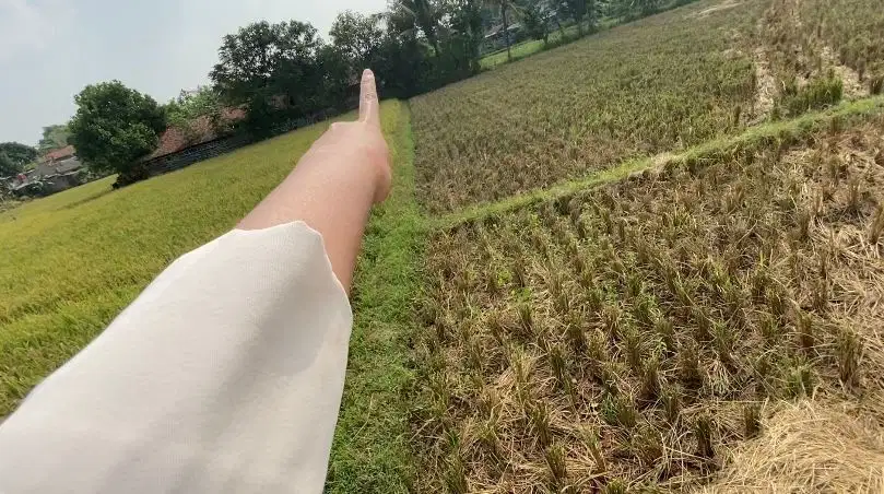 Jual Sawah Purwakarta Kota Munjul 2060 m2 Purwakarta
