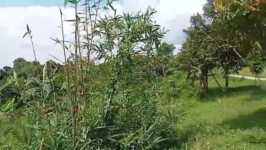 Jual tanah murah LT 4ha, girik, nempel jln desa