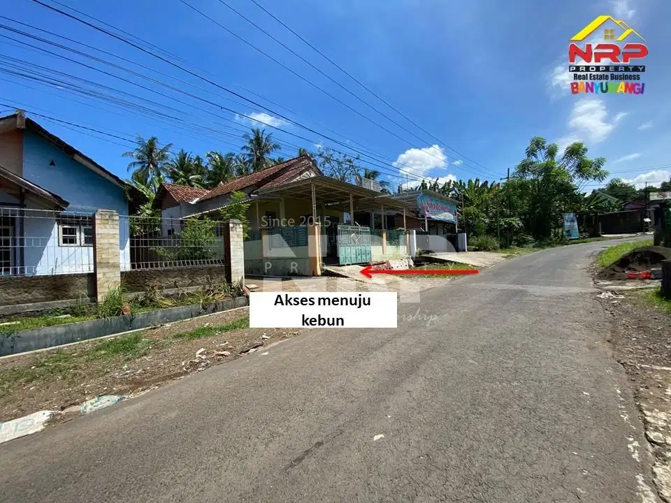 Dijual Tanah Murah Kebun Sengon Produktif  - Banyuwangi
