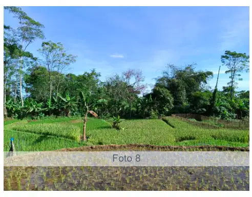 Jual Sawah Produktif Samping Jalan Besar