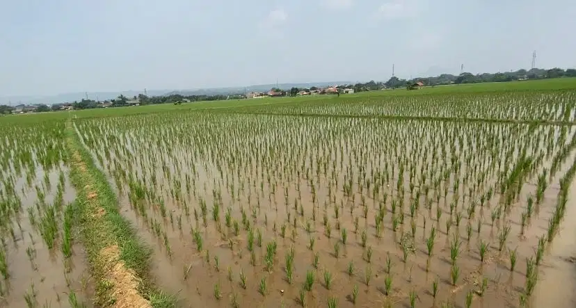 Sawah Purwakarta Kota 3825 m2