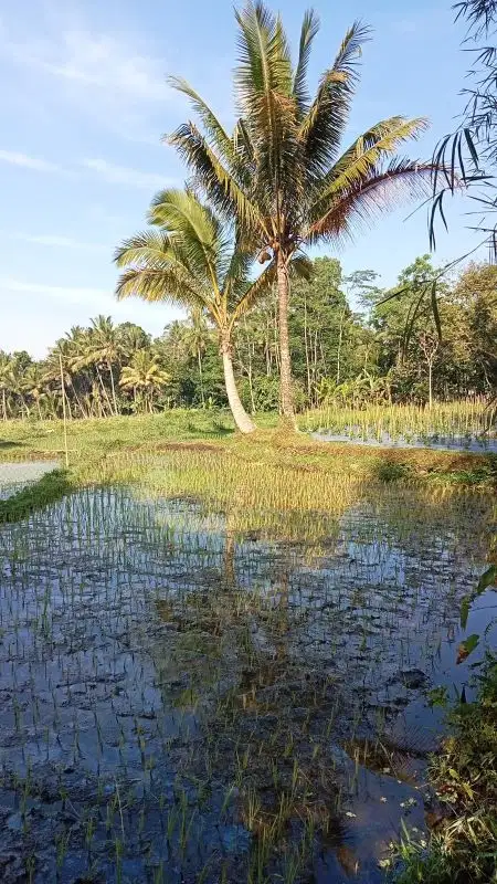 Tanah Murah Cangkringan View Sawah Asri