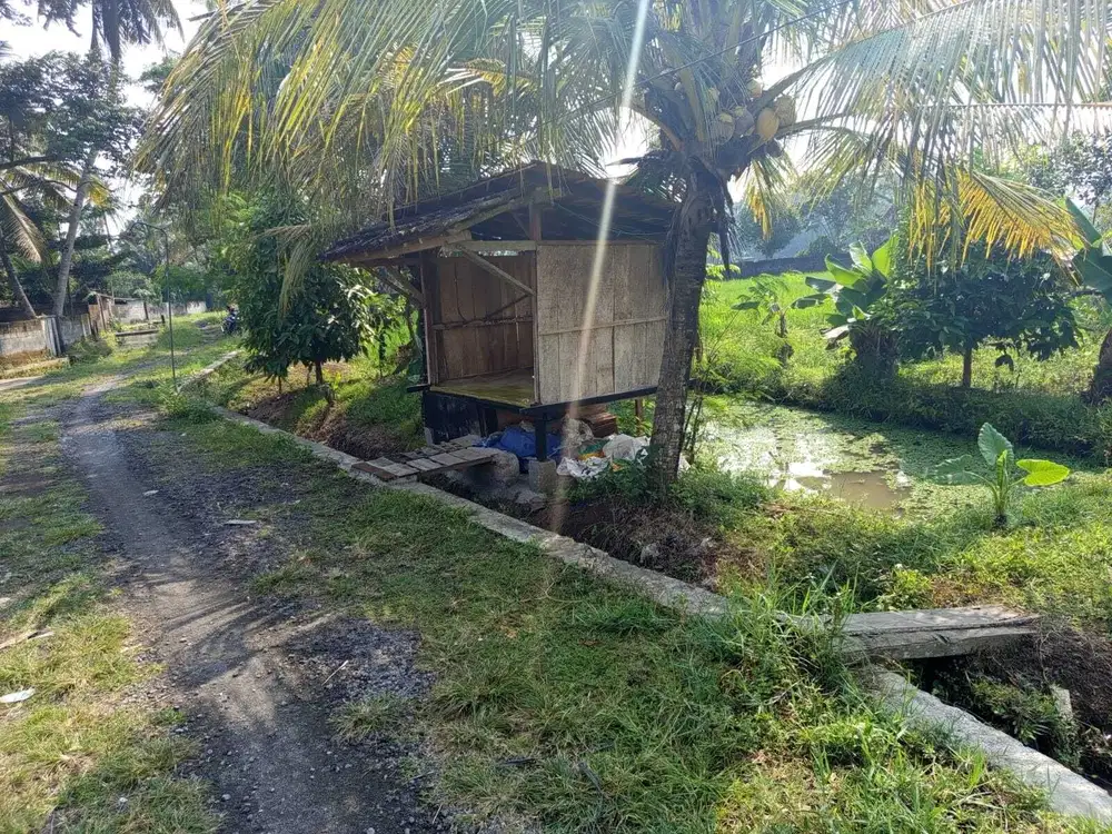 Sawah moyudan Sleman