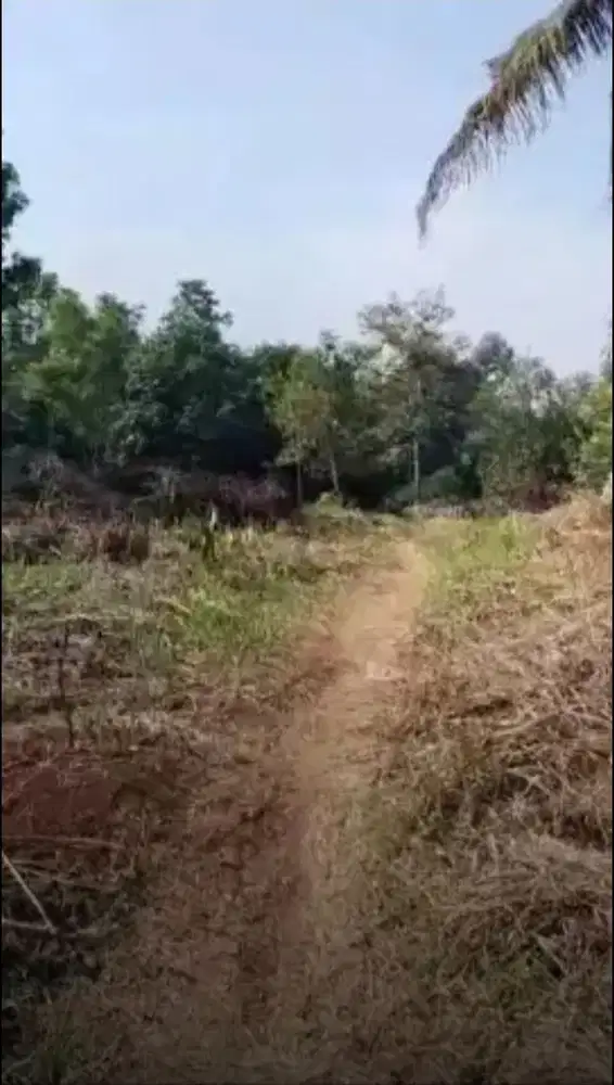 Jual tanah murah LT 2ha, shm,  nempel jln desa