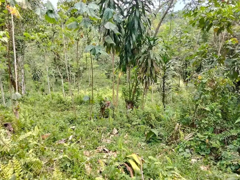 Jual tanah murah LT 3ha, shm,  akses jalan desa,