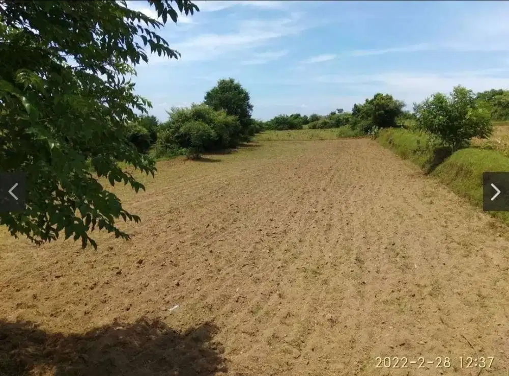 Dijual Tanah pertanian di Situbondo