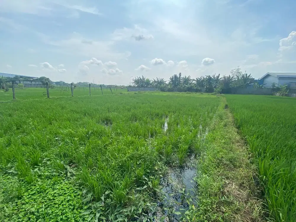 Jual Sawah Campaka Lt 800 m2