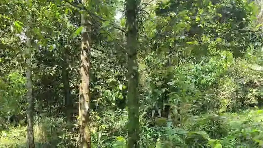 Jual tanah murah LT 5000m², girik, akses masuk mbl