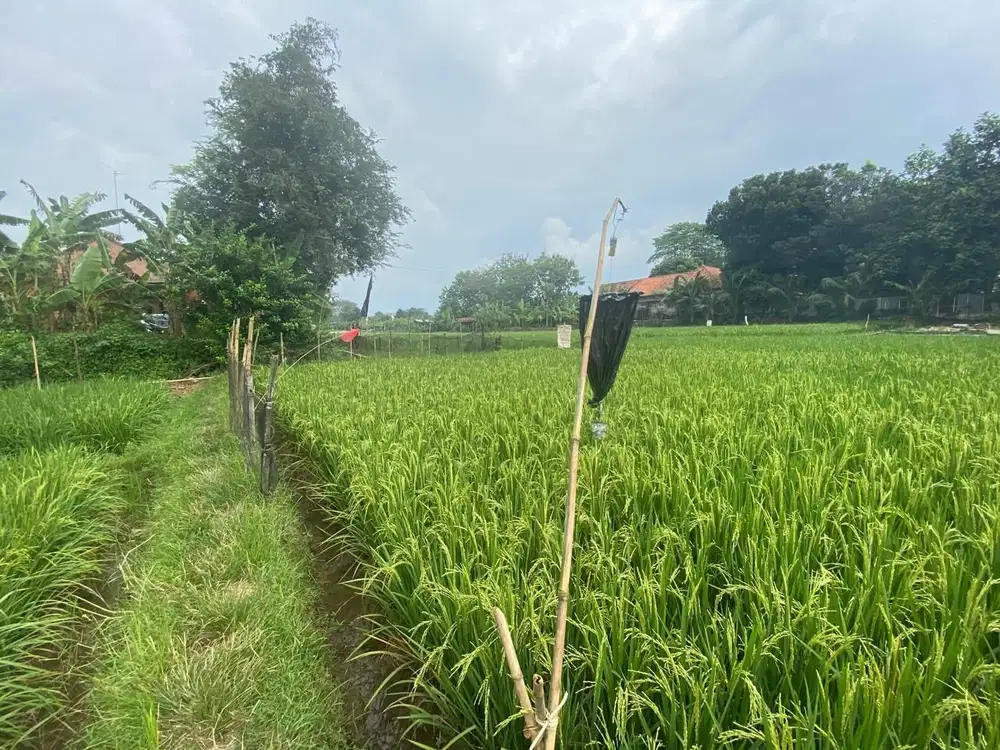 Jual Kebun & Sawah Murah Purwakarta Campaka Lt 1.456 m2