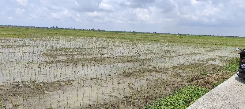Di Jual Tanah Sawah Cikarang