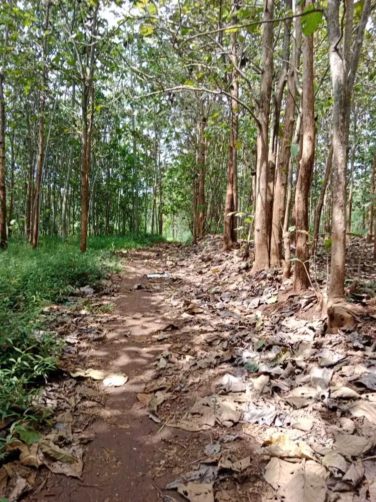 Kebun jati murah 1.255m muka 22m jln 4,5m, 800m jln raya, wonoharjo wonogiri