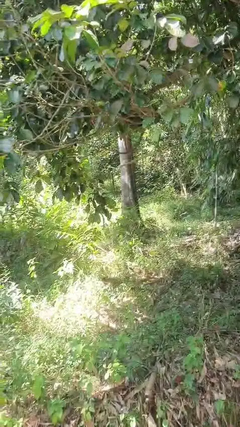 Jual tanah murah LT 2500m², girik, akses masuk mbl