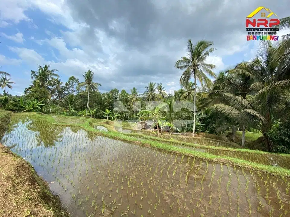 Dijual Tanah Sawah Murah di Desa Segobang, Licin - Banyuwangi