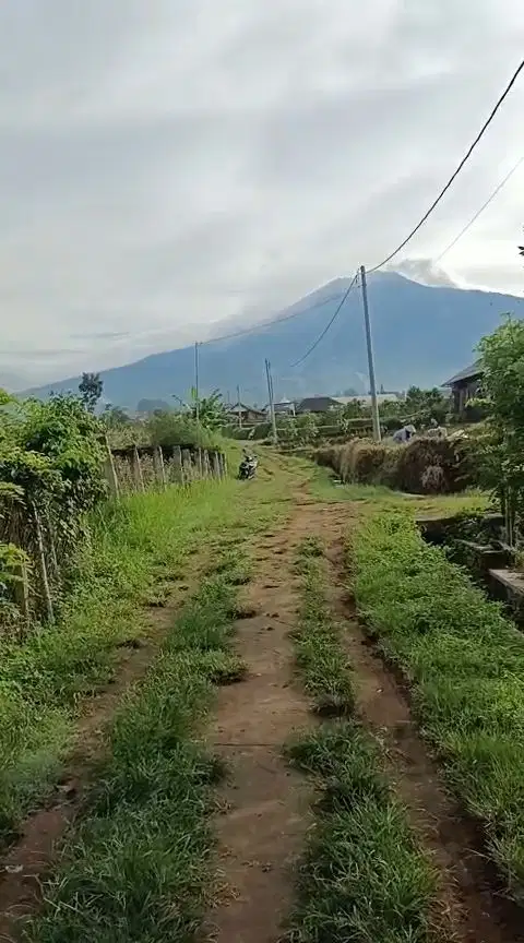 KEBUN JERUK PRODUKTIF LOKASI DEKAT CAFFE UBI KOTA BATU