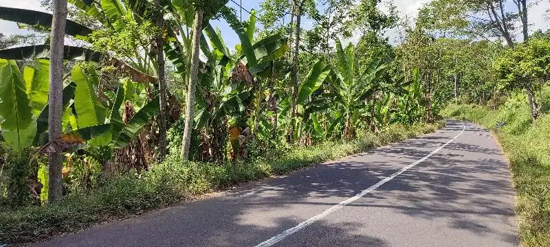 Dijual kebun pisang Lavendis di jalan raya ijen Bondowoso