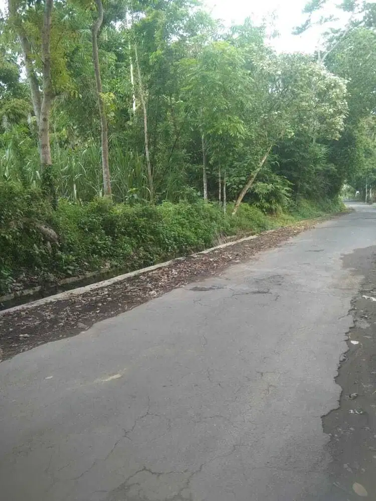 Dijual kebun tebu di Ledokombo Jember