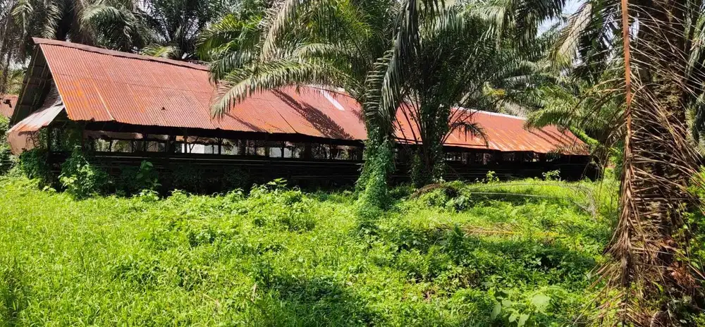 Lahan 1,86 Ha SHM di Talang Kelapa – Strategis & Siap Pakai