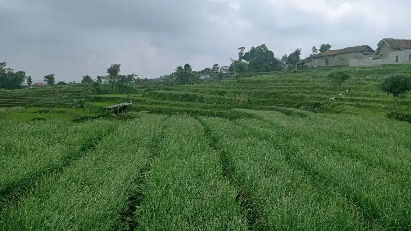 JUAL CEPAT TANAH STRATEGIS HARGA TERJANGKAU CIMAUNG BANDUNG SELATAN