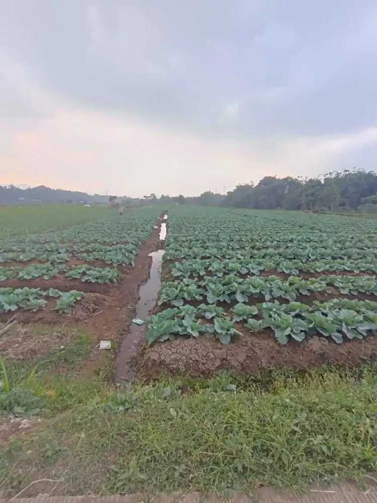 Jual Tanah Kebun di Bandung