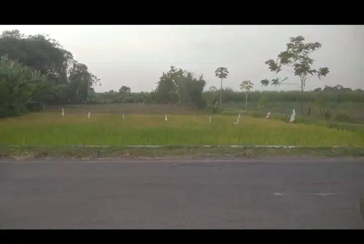 Jual tanah dekat pabrik playwood  di brambang Diwek Jombang bagus untuk usaha + rumah hunian