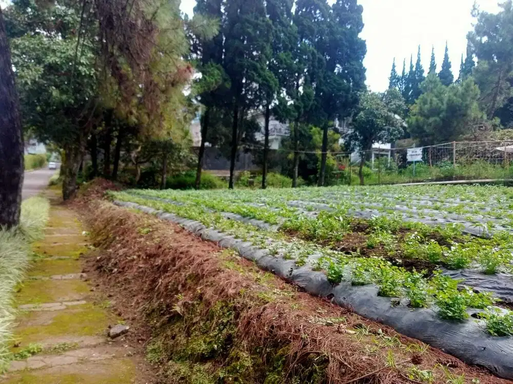 Tanah Kavling Murah Villa Bunga Indah
