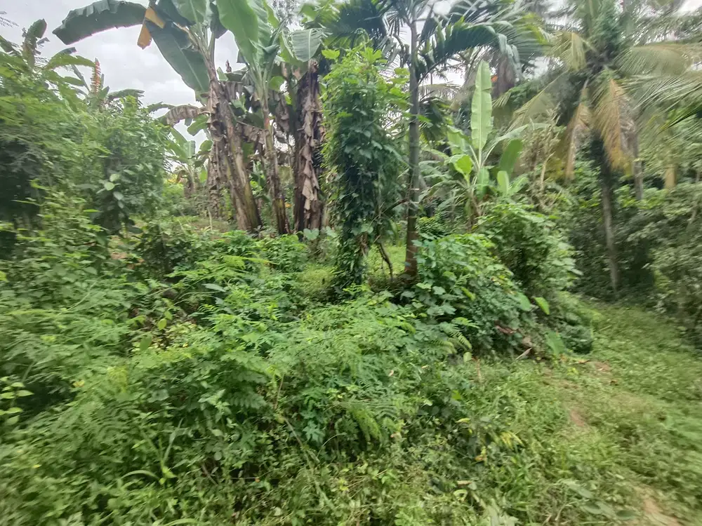 Tanah murah Radius Ubud view sawah